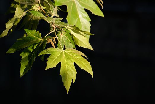 The spring leaves on a dark background