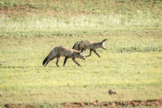 Bat-eared foxes walking in the grass in the Kalagadi Transfrontier Park, South Africa.