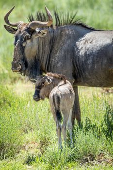 Young Blue wildebeest calf in between the herd in the Kalagadi Transfrontier Park, South Africa.