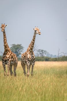 Two Giraffes standing in the grass in the Chobe National Park, Botswana.