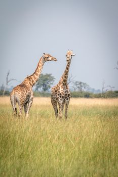 Two Giraffes standing in the grass in the Chobe National Park, Botswana.