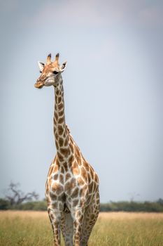 A Giraffe standing in front of the camera in the Chobe National Park, Botswana.