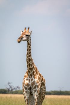 A Giraffe standing in front of the camera in the Chobe National Park, Botswana.