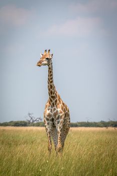 A Giraffe standing in front of the camera in the Chobe National Park, Botswana.