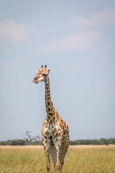 A Giraffe standing in front of the camera in the Chobe National Park, Botswana.