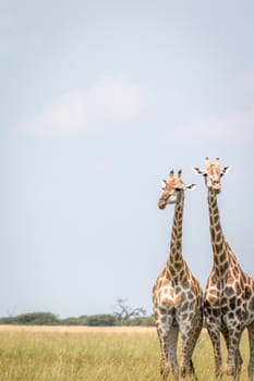 Two Giraffes standing in the grass in the Chobe National Park, Botswana.