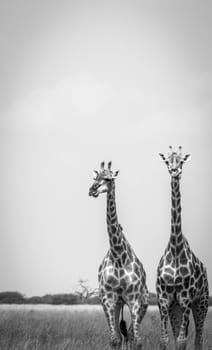 Two Giraffes standing in the grass in the Chobe National Park, Botswana.