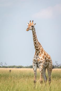 A Giraffe walking in the grass in the Chobe National Park, Botswana.