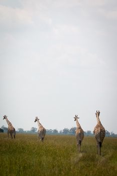 A journey of Giraffes walking in the grass in the Chobe National Park, Botswana.