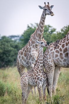 A baby Giraffe bonding with the mother in the Chobe National Park, Botswana.