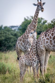 A baby Giraffe bonding with the mother in the Chobe National Park, Botswana.