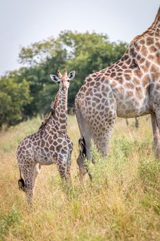 A baby Giraffe starring at the camera in the Chobe National Park, Botswana.