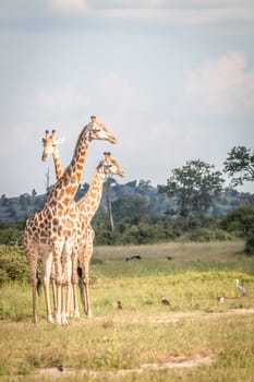 Three Giraffe bonding in the grass in the Chobe National Park, Botswana.