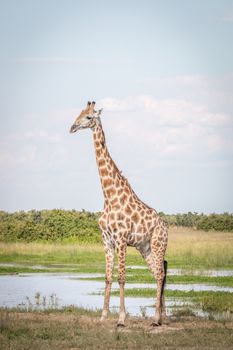 A Giraffe standing in the grass in the Chobe National Park, Botswana.