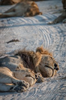 Two Lions sleeping on the road in the Chobe National Park, Botswana. 