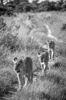 A pride of Lions walking on the road in the Chobe National Park, Botswana.