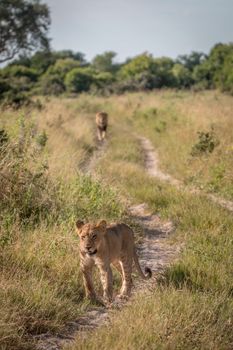 A Lion cub walking on the road in the Chobe National Park, Botswana.