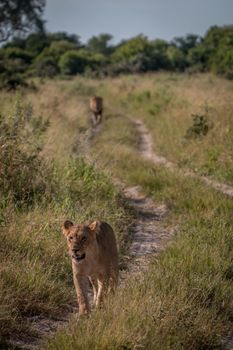 A Lion cub walking on the road in the Chobe National Park, Botswana.