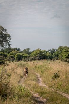 A male Lion walking towards the camera in the Chobe National Park, Botswana.