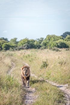 A male Lion walking towards the camera in the Chobe National Park, Botswana.