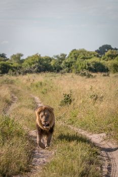 A male Lion walking towards the camera in the Chobe National Park, Botswana.