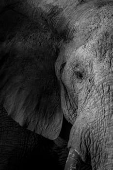 Close up of an Elephant in the Chobe National Park, Botswana.