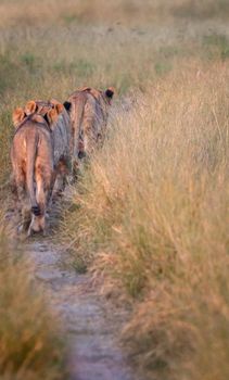 A pride of Lions walking on the road in the Chobe National Park, Botswana.