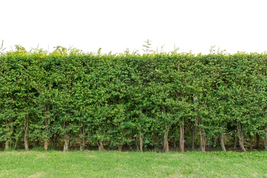 hedge fence or Green Leaves Wall isolated on white background.