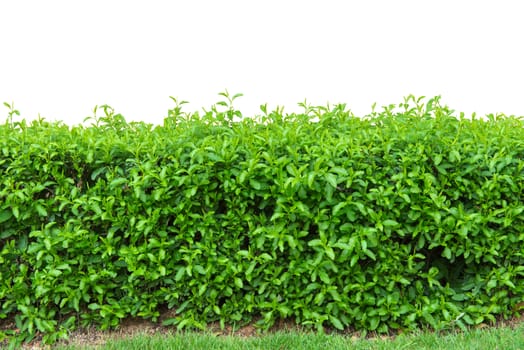 hedge fence or Green Leaves Wall isolated on white background.