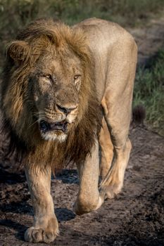 A male Lion walking towards the camera in the Chobe National Park, Botswana.