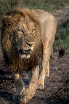 A male Lion walking towards the camera in the Chobe National Park, Botswana.