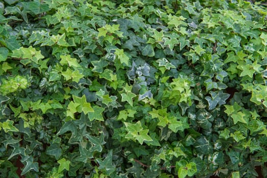 green leaf in agricultural farm for background.