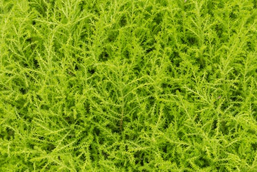 green leaf in agricultural farm for background.
