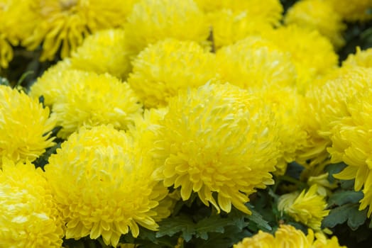 marigold flower or calendula flower in beautiful garden.