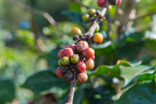 Arabica and Robusta tree in Coffee plantation.