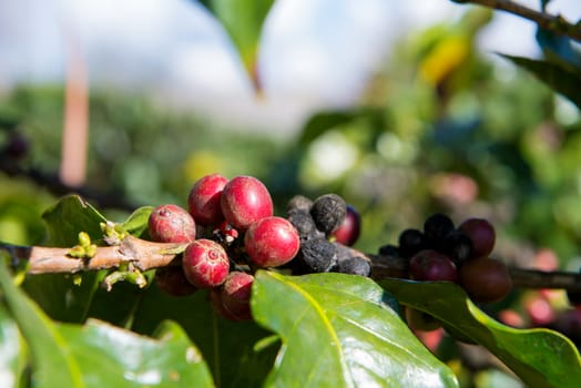 Arabica and Robusta tree in Coffee plantation.