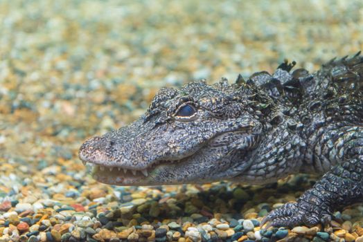 Crocodiles swimming through water at Crocodile Farm.