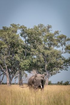 An Elephant playing with the mud in the Chobe National Park, Botswana.