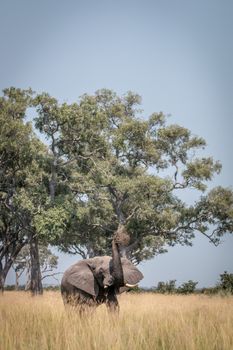 An Elephant playing with the mud in the Chobe National Park, Botswana.