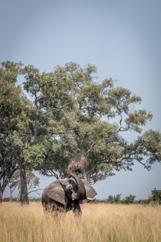 An Elephant playing with the mud in the Chobe National Park, Botswana.