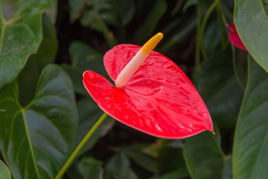 spadix botany or Araceae flower in beautiful garden.