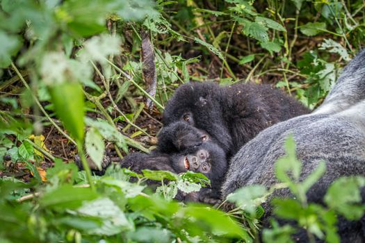 Baby Mountain gorilla laying in the grass in the Virunga National Park, Democratic Republic Of Congo.