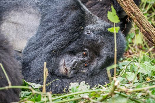 Silverback Mountain gorilla laying down in the Virunga National Park, Democratic Republic Of Congo.