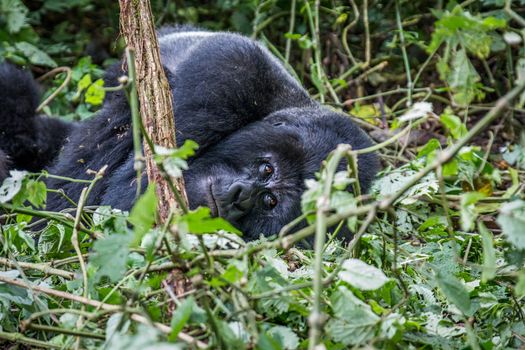 Silverback Mountain gorilla laying down in the Virunga National Park, Democratic Republic Of Congo.