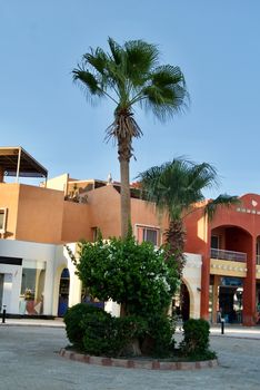 Marina Port in Egypt Hurghada with a nice palm tree and buildings.