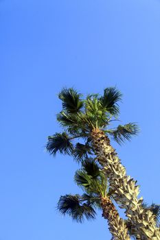 Tropical Palm trees on sky background