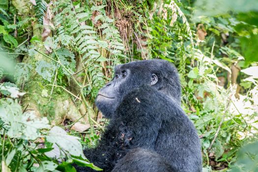 Silverback Mountain gorilla sitting in between the bushes in the Virunga National Park, Democratic Republic Of Congo.