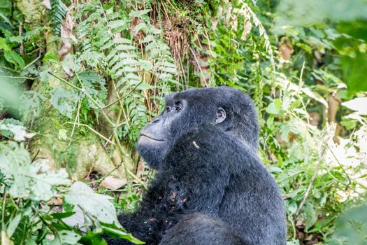 Silverback Mountain gorilla sitting in between the bushes in the Virunga National Park, Democratic Republic Of Congo.