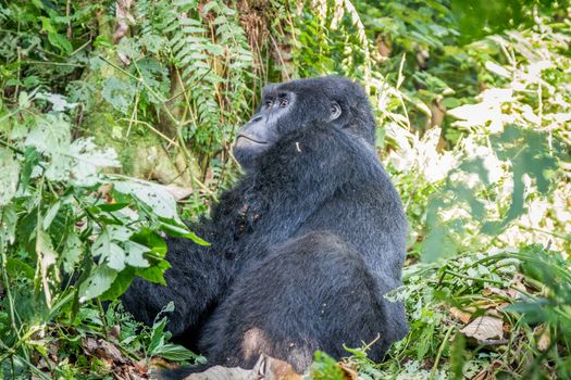 Silverback Mountain gorilla sitting in between the bushes in the Virunga National Park, Democratic Republic Of Congo.