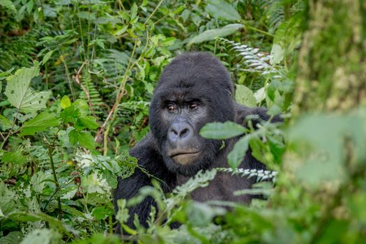 Close up of a Silverback Mountain gorilla in the Virunga National Park, Democratic Republic Of Congo.